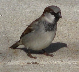 Passer domesticus