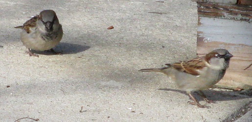 Passer domesticus