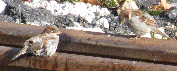 Passer domesticus