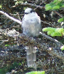 Perisoreus canadensis
