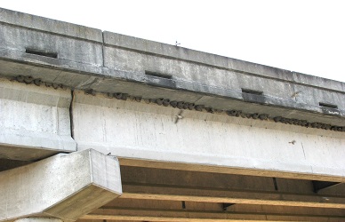 Petrochelidon pyrrhonota