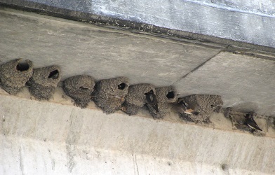 Petrochelidon pyrrhonota