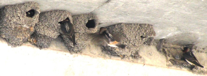 Petrochelidon pyrrhonota