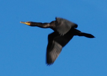 Phalacrocorax auritus