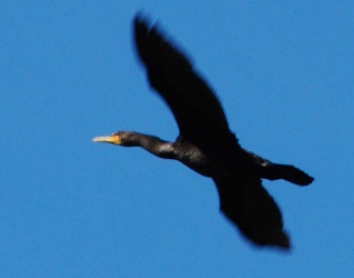 Phalacrocorax auritus