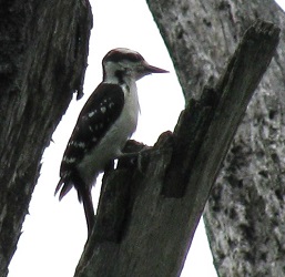 Picoides villosus