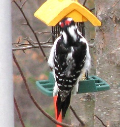 Picoides villosus