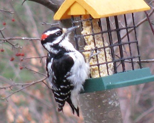 Picoides villosus