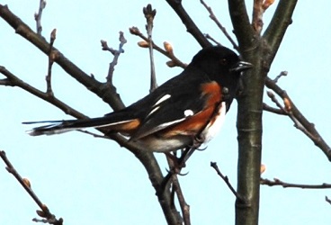 Pipilo erythrophthalmus