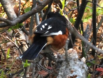 Pipilo erythrophthalmus