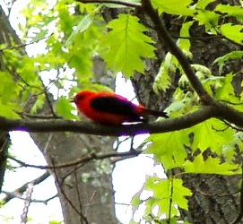 Piranga olivacea