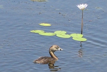 Podilymbus podiceps