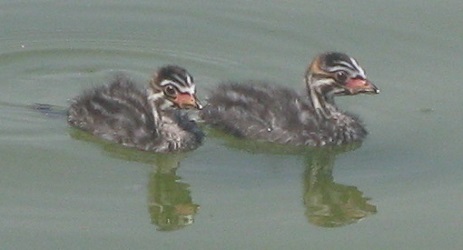 Podilymbus podiceps