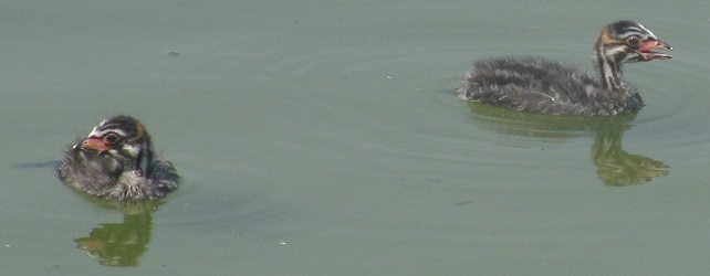 Podilymbus podiceps