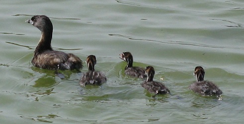 Podilymbus podiceps