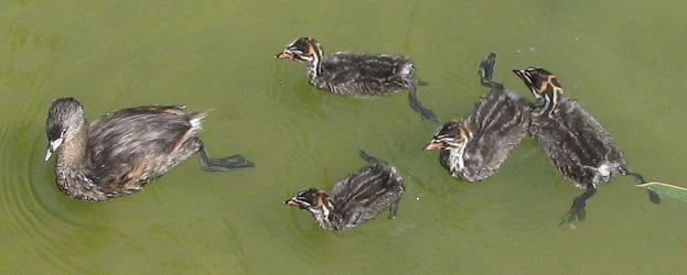Podilymbus podiceps