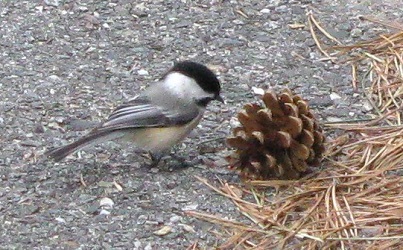 Poecile atricapillus