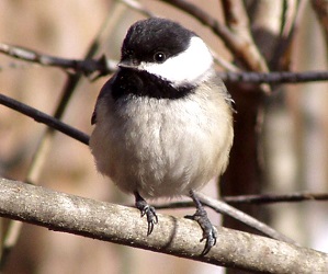 Poecile atricapillus