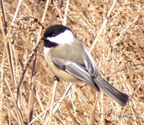 Poecile atricapillus