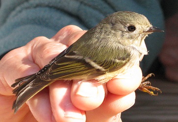 Regulus calendula