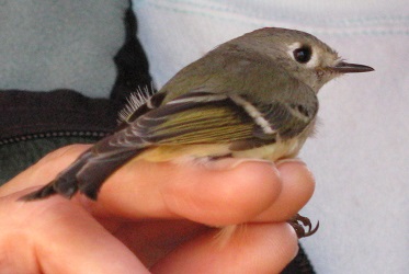 Regulus calendula