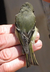 Regulus calendula