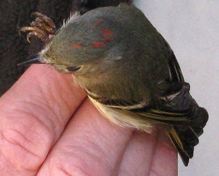 Regulus calendula