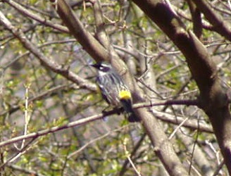 Setophaga coronata