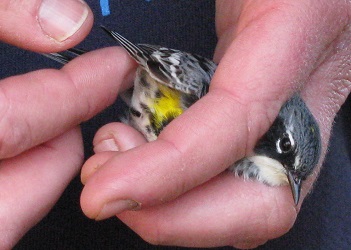 Setophaga coronata