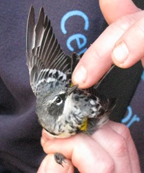 Setophaga coronata