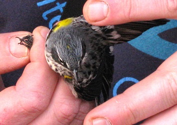 Setophaga coronata