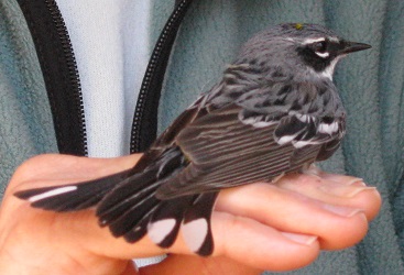 Setophaga coronata