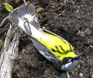 Setophaga magnolia