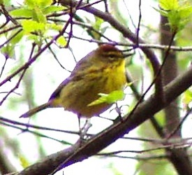 Setophaga palmarum