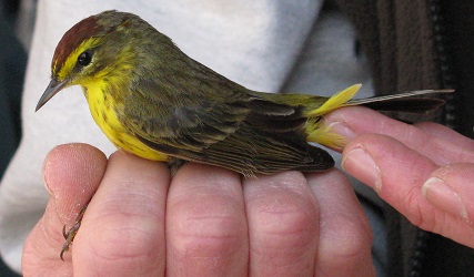Setophaga palmarum