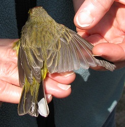 Setophaga palmarum