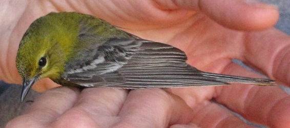 Setophaga pinus