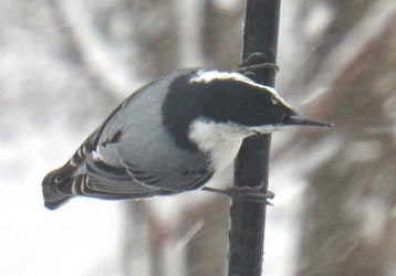 Sitta carolinensis