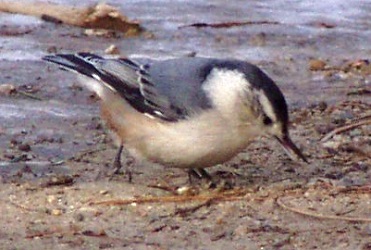 Sitta carolinensis