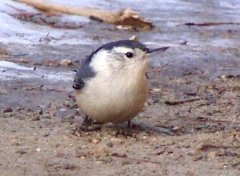 Sitta carolinensis