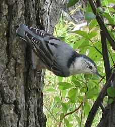 Sitta carolinensis