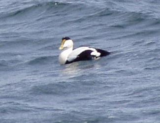 Somateria mollissima