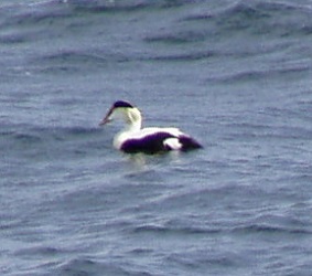 Somateria mollissima