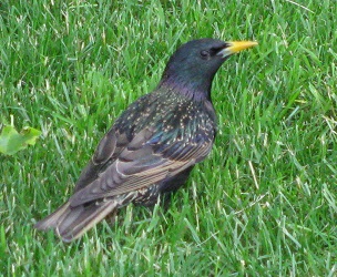 Sturnus vulgaris