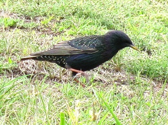 Sturnus vulgaris