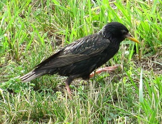 Sturnus vulgaris