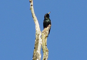 Sturnus vulgaris