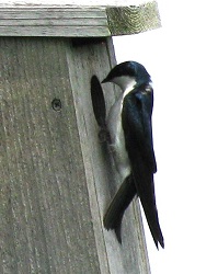 Tachycineta bicolor