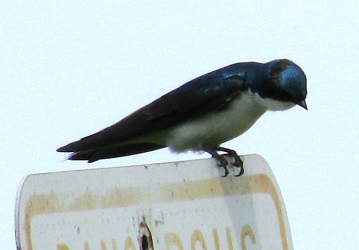 Tachycineta bicolor