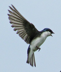 Tachycineta bicolor